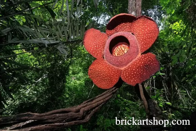 Viral Penampakan Bunga Rafflesia Hasseltii Super Langka