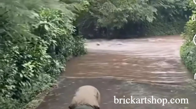 Viral Banjir di Jalur Satwa: TSI Bogor Pastikan Jalur Satwa Aman